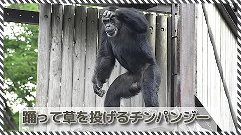 猿が物を投げてくる