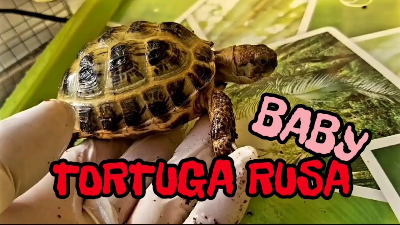 repertorio Decrépito Probablemente Tortuga Rusa Baby y sus cuidados - YouTube