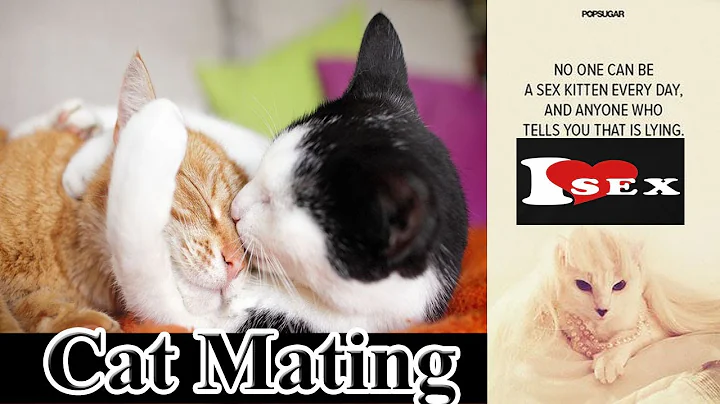 Watch the video about Sphynx Cats Mating And Giving kitties In My Home