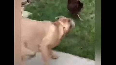 Gallos de pelea