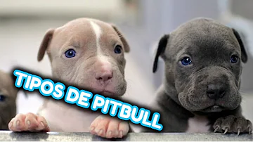 ¿Qué 2 razas hace un pitbull?