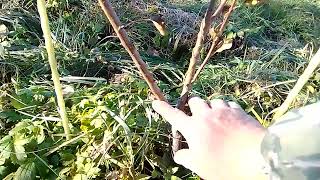 видео: почему почему место прививки заглублять нельзя? картинка: почему почему место прививки заглублять нельзя?