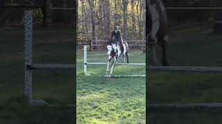Some XC tdy!! #horse #ponymalta #myanimals #equestrian #mylitlepony