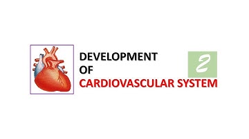Development of the Cardiovascular System (part 2). Prof. Ashfaqur Rahman