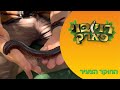 רב רגל רוי בוי פארק רב רגל רוי בוי פארק
