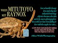 When Mitutoyo Met Raynox - How to set up a Mitutoyo 5X objective with a Raynox tube lens (+more)