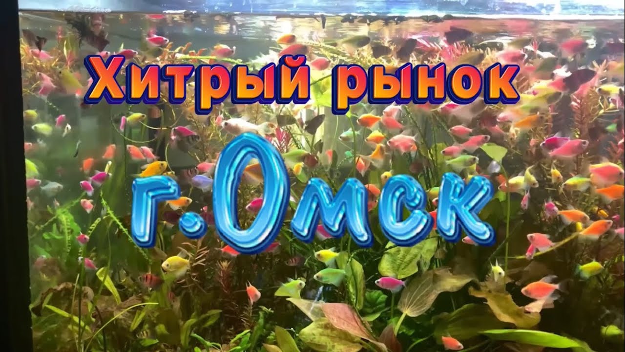 Аквариумные рыбки Хитрого рынок г.Омска (1 часть)
