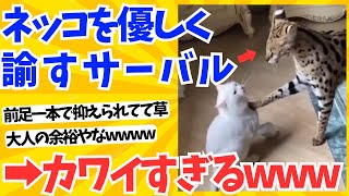 【2ch動物スレ】わんぱくな猫を優しく諭すサーバルキャットが可愛すぎるwwwww