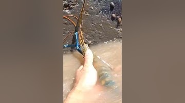 Mò tôm càng xanh khủng