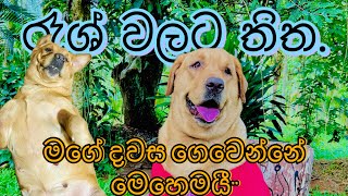 මගෙ දවස ගෙවෙන්නේ මෙහෙමයි?❤️dog rashes on skin treatment sinhala