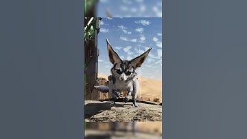 Understanding the Jerboa Weather Warnings in #ark #scorchedearth #syntac