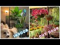 My Succulent Garden and My House Plants Tour