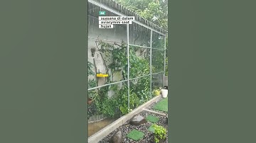 suasana di dalam aviary mini saat hujan #kandangburung #aviarymini #kicaumania