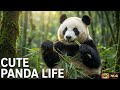 Relaxing Panda Daily Life in 4K 🐼 | Cute Panda Eating, Playing & Resting | 15 Minutes Nature Video🌿