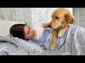 how my golden retriever puppy wakes me up