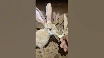 الأرنب البري 