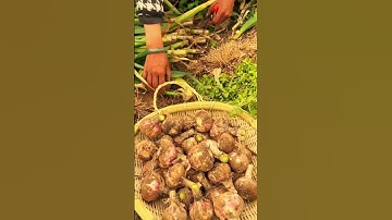 onion root cleaning technique using simple tools #shorts