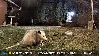 Ms Possum loves bread