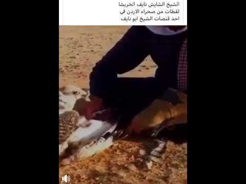 صيد الحباري الشيخ الشايش الخريشا اطال الله بعمره