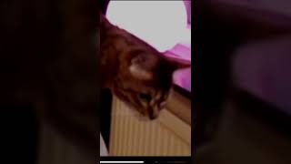 Cats invaded our podcast