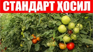видео: Қозоғистон Республикасида Бетис F1 қизил помидор дурагайига ўтказилган семинардан лавхалар картинка: Қозоғистон Республикасида Бетис F1 қизил помидор дурагайига ўтказилган семинардан лавхалар
