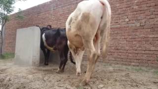 Cow Mating 2016 Extra Massive Cow Mating! - animal mating