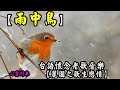 雨中鳥【麗園之歌生戀情】《台語老歌音樂》