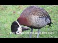 Wild duck trapped in a plastic ring