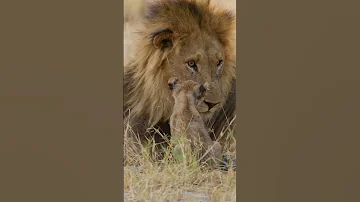 #cute #lion #cub wakes dad. #shorts #babyanimals
