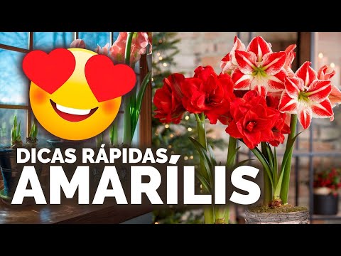 Vídeo: Amarílis não tem flores, apenas folhas - Por que Amarílis cresce folhas, mas não flores