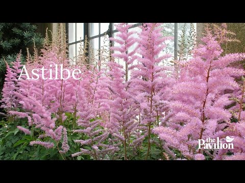 Video: Rudantys astilbės augalai – kodėl mano astilbė keičia spalvą