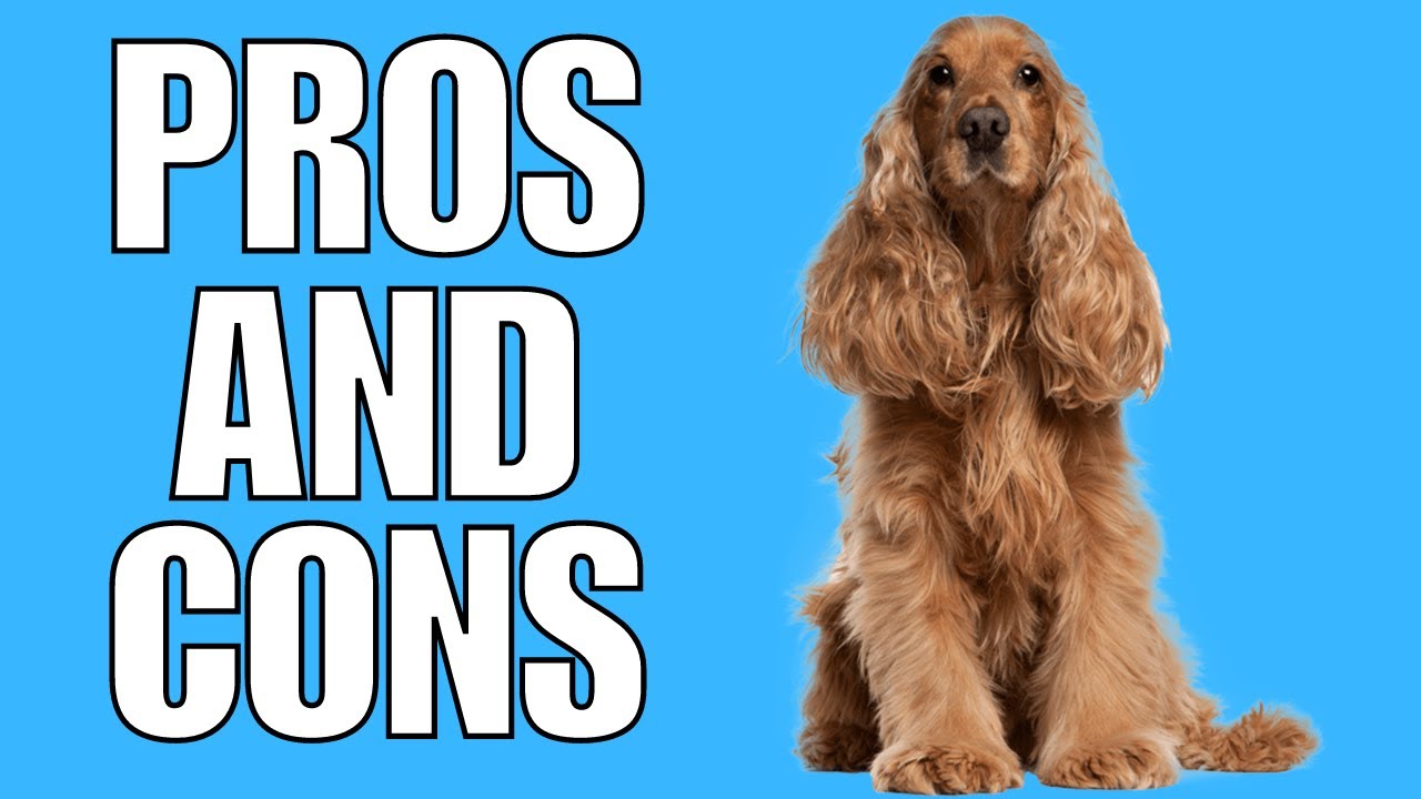 Cocker Spaniel Pros And Cons | Should You Really Get A Cocker Spaniel?