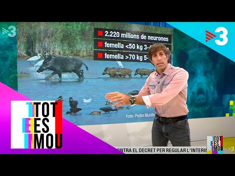 Vídeo: Cogombre-llimona: és Realista Créixer Al País?
