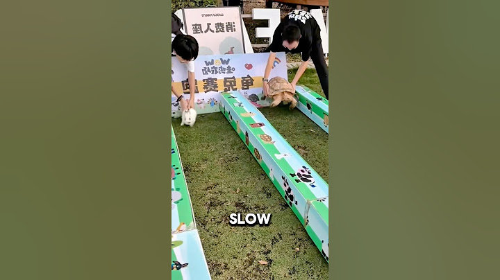 $1,000 Bet: Turtle vs Rabbit… You Won’t Believe Who Wins⁉️🐢🐇😱