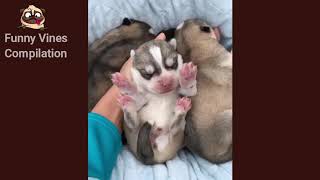 Cutest animals! Cute baby animals Videos Compilation cute moment of the animals #14