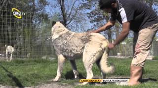 Sadık Dostlarköpeklerde Mevsimsel Kene Hastalıkları