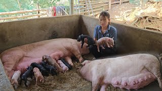 Mother pig almost lost her life while giving birth.  Miraculously, the piglets were born. (Ep 208).
