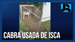 Ibama causa polêmica ao usar filhote de cabra como isca para atrair onça dentro de condomínio