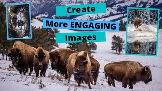 Improve your Wildlife Photography with engaging photos. A day photographing Bison in Yellowstone