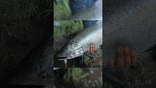 Bank fishing monster salmon in Chile!