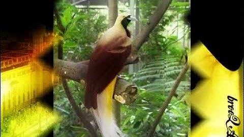 صوت عذب للشيخ ياسر الدوسري ((سورة النور كاملة))