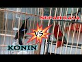 Konin vs Sepah Raja