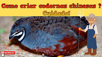 O que a codorna chinesa come?