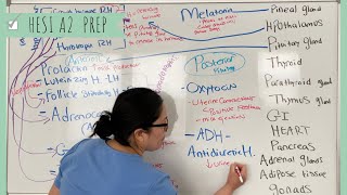 HESI A2 I Endocrine System lecture