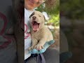 Puppies Rescued From A Landfill Inspire Something Much Bigger | The Dodo