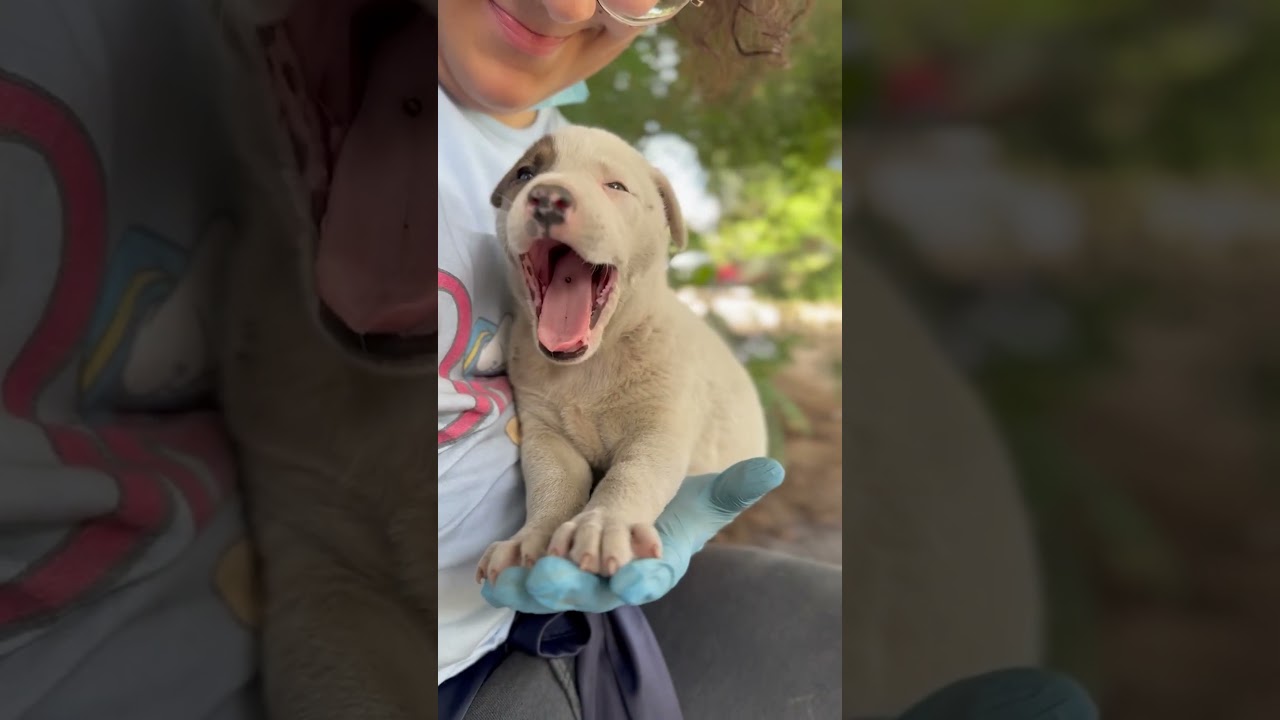 Puppies Rescued From A Landfill Inspire Something Much Bigger | The Dodo