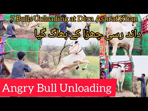 Angry Bulls Unloading || Angry bull Run Away || Dera Ashraf Mirwaal  || Eid ul Azha Fun