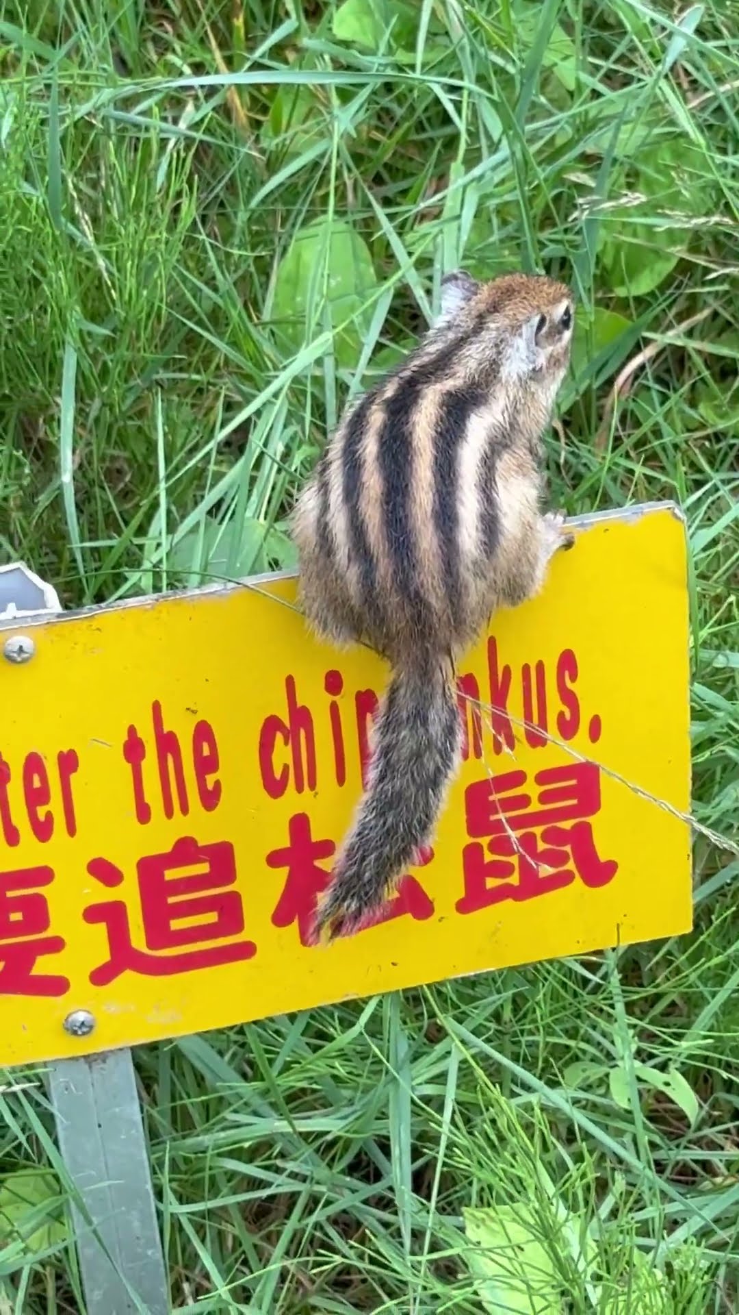 動物animal】シマリス栗鼠小樽市天狗山②2025年7月27日 - YouTube