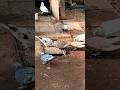 kabutar mare gulel se🕊️#viral #shortvideo #duggu_baman #pigeonlover #shorts   #trendingshorts #short