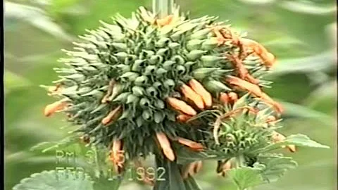 Que serve a planta Cordão de São Francisco?